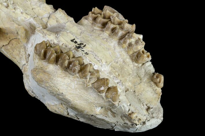 Oreodont (Merycoidodon) Partial Skull - Wyoming #113032